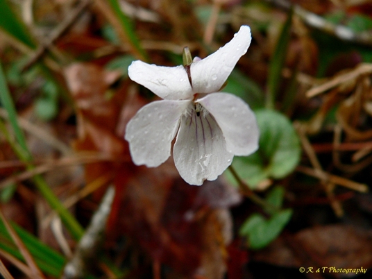 {Viola walteri}